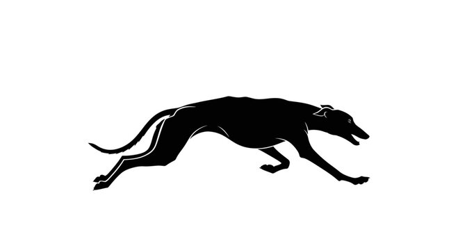 Elegant Greyhound Silhouette Dashes Across White Background, Embodying Speed Grace and Motion