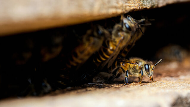 Honey bee guarding hive entrance from dark opening