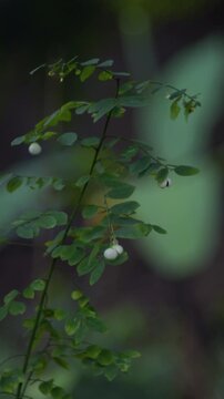 Vertical 4K close-up of a wild plant with small green leaves and white berries in a garden.