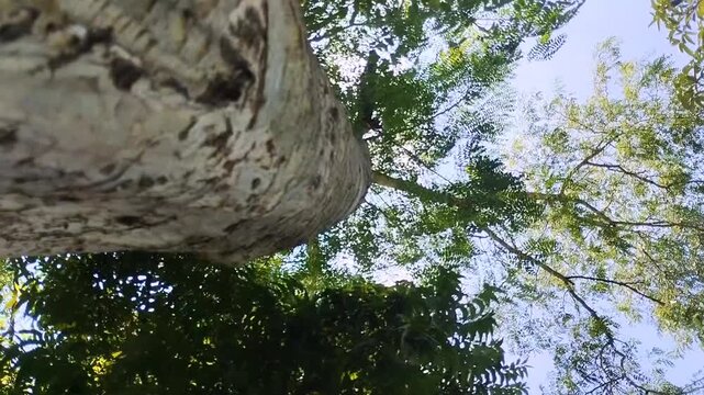 Sengon Buto (Enterolobium cyclocarpum) has dense leaves. This tree is native to tropical Mexico and South America