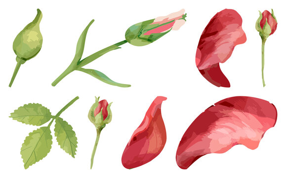 PNG Watercolor rose petals and buds on transparent background