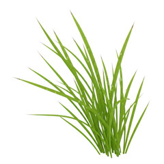 Naklejka premium A cluster of fresh green wheatgrass blades growing upward Transparent Background, png.