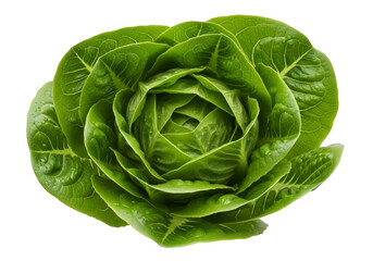 Obraz premium Fresh green lettuce head with water droplets on leaves isolated on transparent background for healthy eating and salad ingredients
