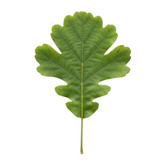 Fototapeta premium A detailed illustration of a green oak leaf with pronounced veins and jagged edges Transparent Background, png.