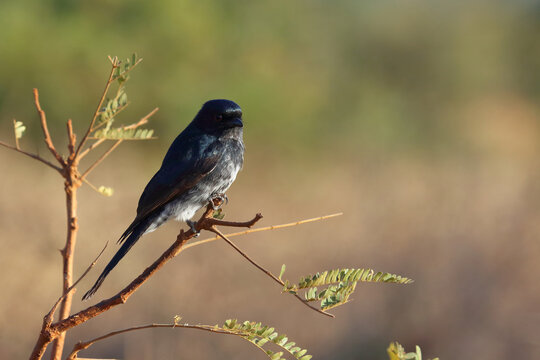 Gabelschwanzdrongo / Fork-tailed drongo / Dicrurus adsimilis