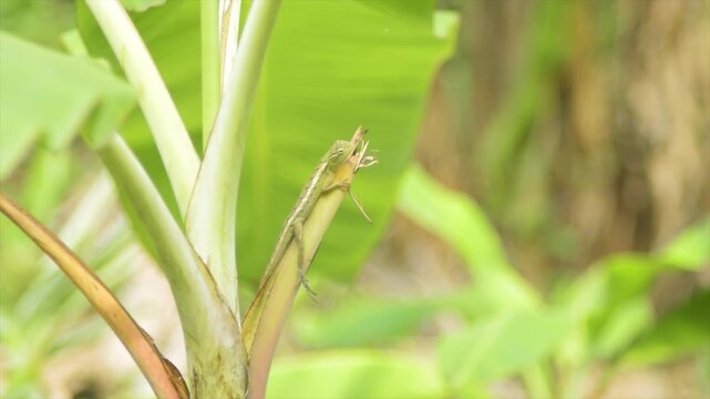 4K Green lizard perched on a banana tree stalk in bright sunlight. Natural tropical background.
