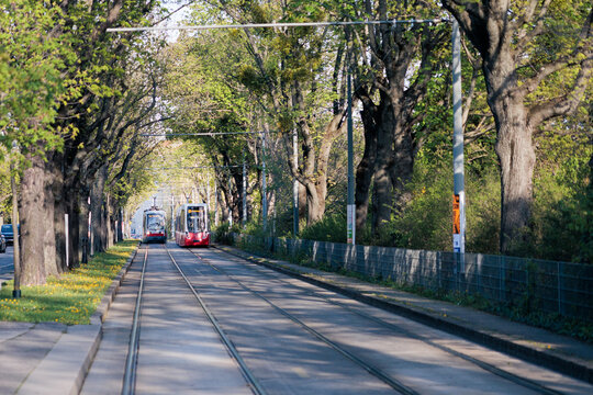 Red and white trams moving on tracks through green tree alley