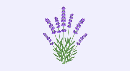 Obraz premium Lavender sprigs with green leaves on light purple background, isolated, minimalistic illustration