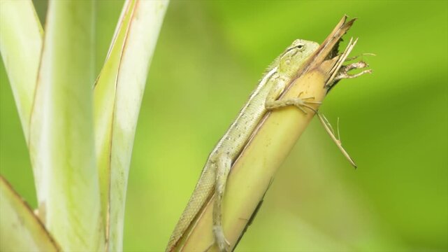 4K Close up of a green garden lizard resting on a branch with a soft natural green background.