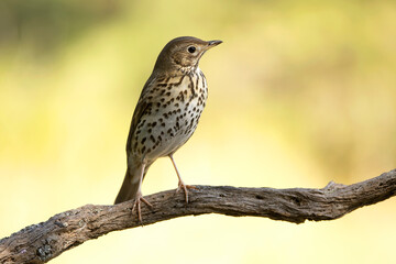 Fototapeta premium Song thrush near a water source within a pine and oak forest in the early light of an autumn day