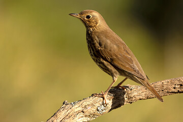 Obraz premium Song thrush near a water source within a pine and oak forest in the early light of an autumn day