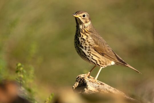 Song thrush near a water source within a pine and oak forest in the early light of an autumn day