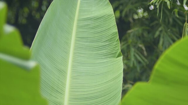 4K Close up of green banana leaf texture. Tropical foliage with blurred nature background.