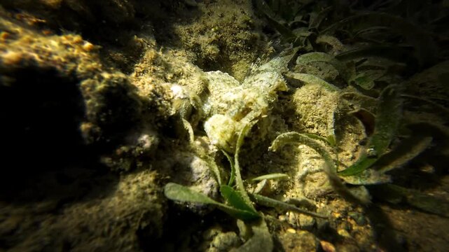 Tassled scorpionfish (Scorpaenopsis oxycephala) moving across sandy seabed near coral. Camouflaged reef fish walking along bottom. Dangerous venomous marine species in natural underwater habitat