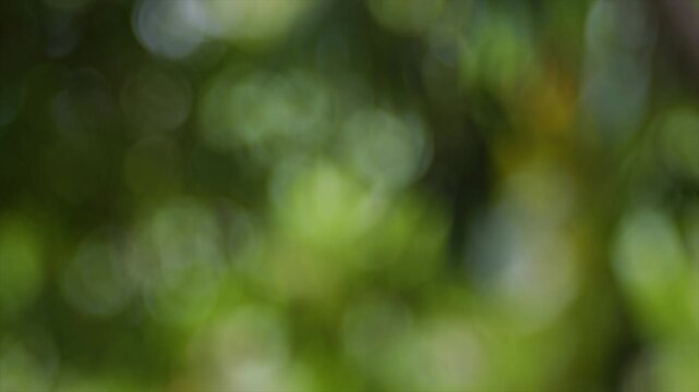 4K Abstract green bokeh background. Soft circular light orbs flickering through forest foliage.