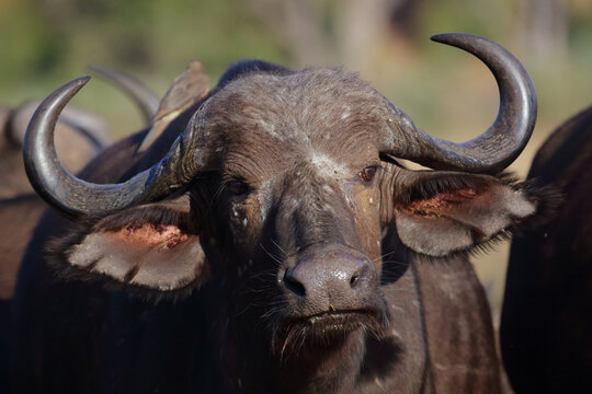 Kaffernb&uuml;ffel / African buffalo / Syncerus caffer