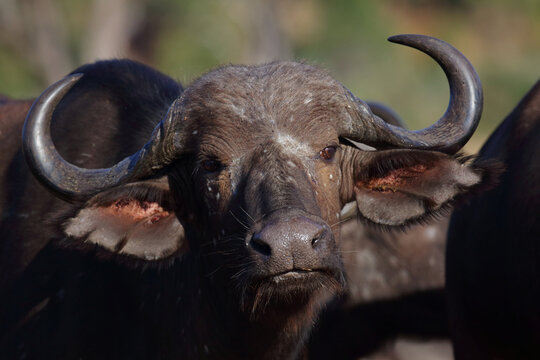 Kaffernb&uuml;ffel / African buffalo / Syncerus caffer