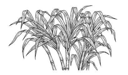 Fototapeta premium Hand Drawn Sugar Cane Stems Vector IllustrationKeywords: sugar cane, sugarcane, stems, stalks, hand drawn, engraving, vintage, botanical, tropical plant, rum ingredient, sugar production, beverage, 