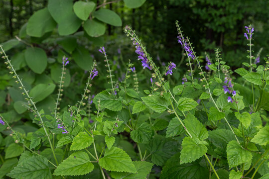 Common skullcap blooms gracefully in a lush environment during the spring season showcasing vibrant purple flowers among green leaves