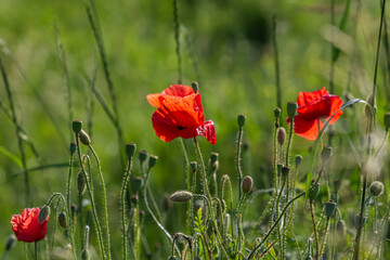 Naklejka premium Bright red common poppies bloom in a lush green field on a sunny day showcasing their vibrant petals and delicate buds