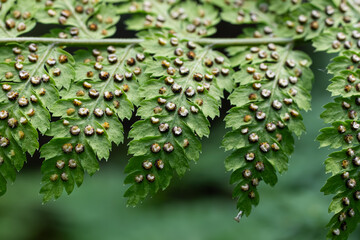 Exploring the unique spore structures on the fronds of Dryopteris filix-mas a prominent male fern in a lush forest setting © Oleh Marchak