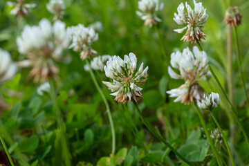 Fototapeta premium White clover flowers thrive in a lush green field during a sunny afternoon showcasing their delicate beauty and rich biodiversity