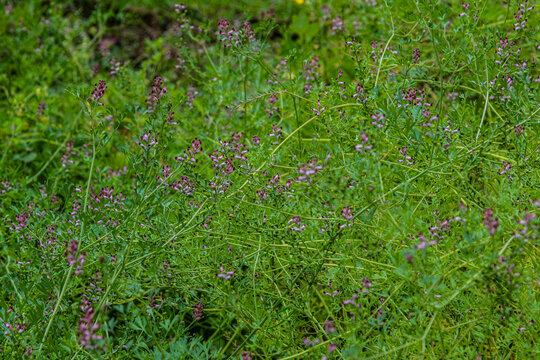 Common Fumitory plant with pink flowers thriving in a lush green field during springtime