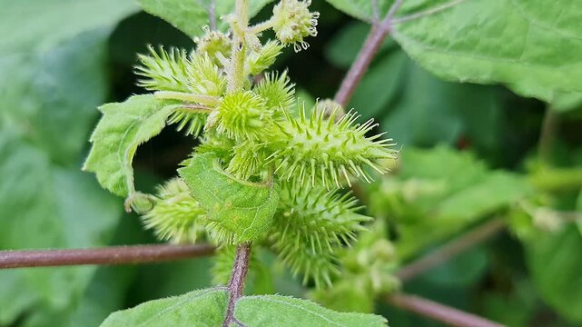 Closeup view of cocklebur plant showing spiky burrs and textured green leaves