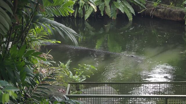 A long-snouted gharial crocodile swims in green water of a pond with lush foliage.