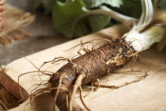 Closeup of fresh whole burdock root on a table