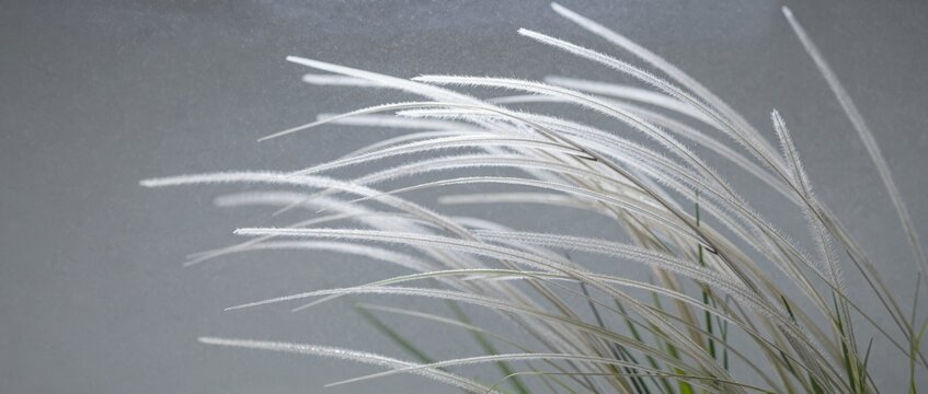White Ornamental Grass Swaying on Neutral Grey Background