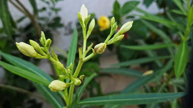 Closeup of yellow oleander flower bud in early blooming stage on plant