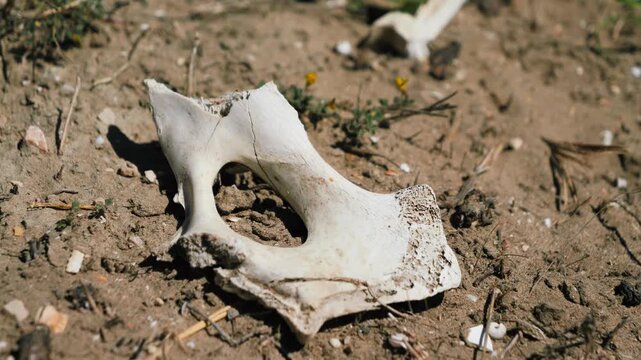 A close-up of an animal bone lying on dry ground under sunlight. The scene represents climate change and drought concept. High quality 4k footage