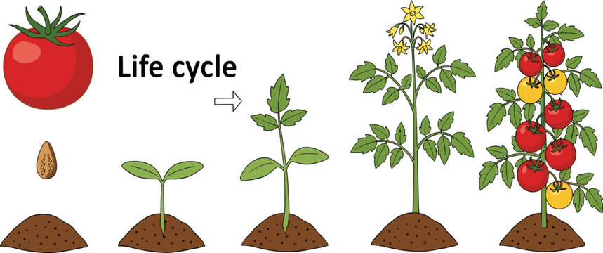 Tomato plant life cycle diagram featuring seed sprout seedling flowering plant and fruit-bearing plant stages in a flat vector style
