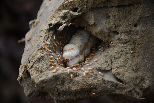 Queen termite with enlarged abdomen macro close-up colony insect