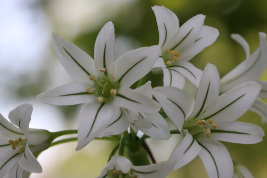 日本の春の野原に咲く白い花びらに緑色の線の模様が入ったミツカドネギの花