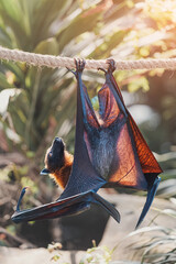 Fototapeta premium Flying fox hanging from a rope with large wings backlit by sunlight. Nocturnal mammal resting during the day