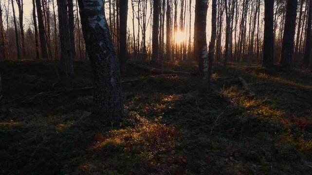morning in the forest