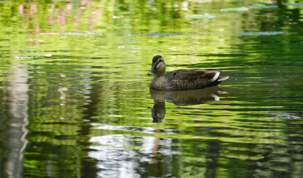 新緑の映る池を泳ぐ鴨