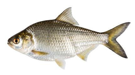 Fototapeta premium Fresh raw silver fish isolated on transparent background