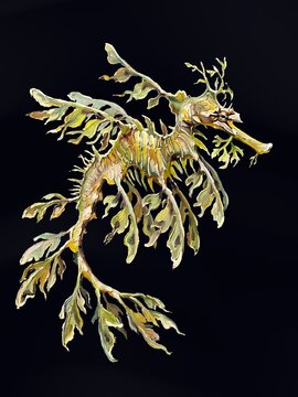 Leafy Sea Dragon Phycodurus Eques Australian Marine Fish Camouflage Impasto Oil Painting Style Dark Background Fine Art Scientific Illustration