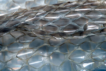 Fototapeta premium Close up of shedded snake skin snakeskin textured reptile background