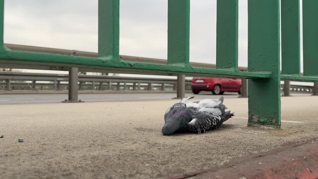 A dead pigeon lies on a city sidewalk near a street, showing the aftermath of a traffic accident. The scene represents urban wildlife impact, road hazards, and the interaction between animals and city