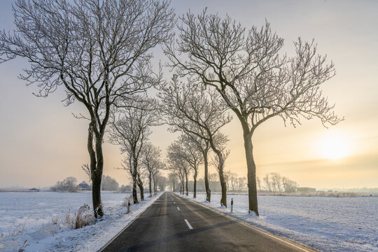 A rural avenue in Butjadingen with leafless trees that are covered with hoarfrost on a snowy winter afternoon - the sky is a bit hazy , the sun can be seen going down during a scenic golden hour