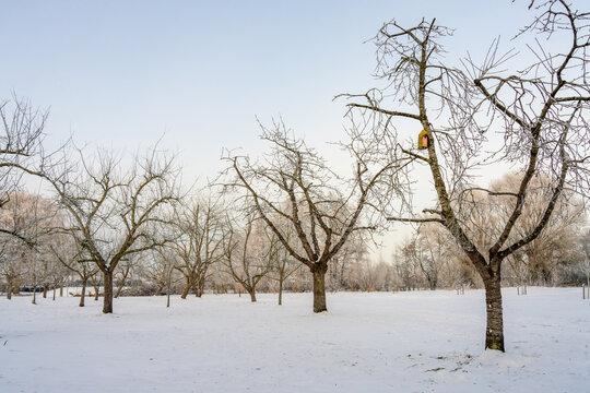 public fruit garden in Burhave during winter