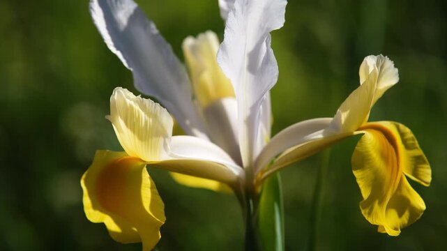 Close-up of a white and yellow iris flower gently swaying in the wind, glowing in sunlight against a soft green background