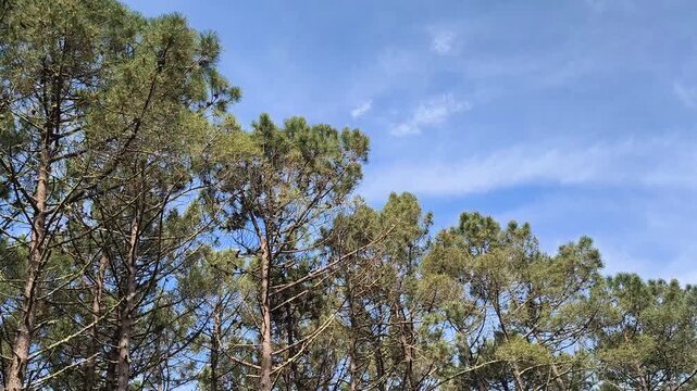 Tall pine trees swaying gently in the wind beneath a bright blue sky with soft clouds in a peaceful forest landscape