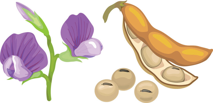 Soybean botanical set: purple soy flowers, open pod with beans and dry seeds, glycine max isolated on white background