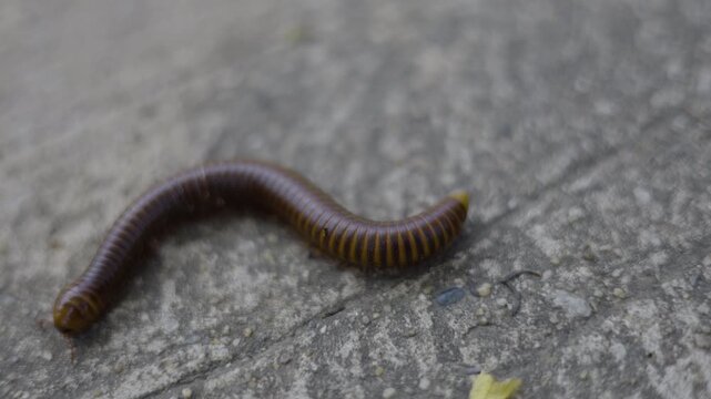 Large Millipede Crawling On A Concrete Floor Surface, A film clip of large millipede crawling on concrete, many legs moving in wave-like motion under soft light, perfect for insect documentary.