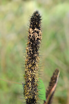 Bulrush millet flower - Latin name - Cenchrus americanus